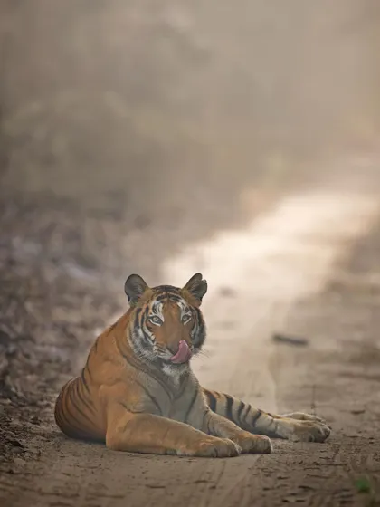 A tiger rests on a jungle path, licking its lips. These small actions, when captured, bring a dynamic quality to a still portrait.