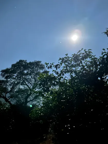 The sun shines through the trees on the Ratangad trail. Even the forest sections of the hike are full of beauty and life.