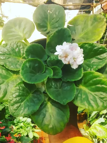 A lovely surprise. This African Violet is a great flowering plant for indoors, producing delicate flowers above its fuzzy leaves.