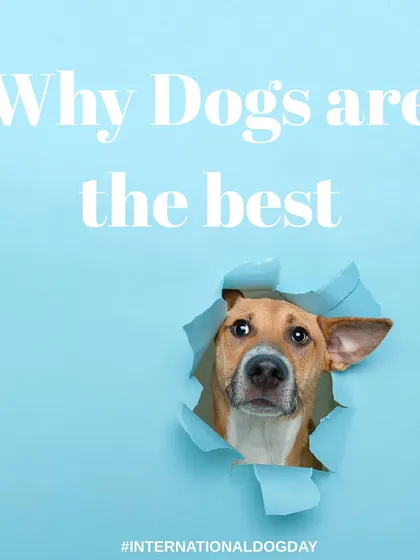 A fun, graphic-style image celebrating why dogs are the best. This curious pup peeking through the paper is a great example of a creative concept for a pet portrait.