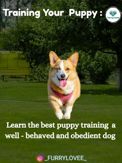 My goal is to help you train a well-behaved and obedient dog. A trained puppy grows into a confident and happy adult companion.