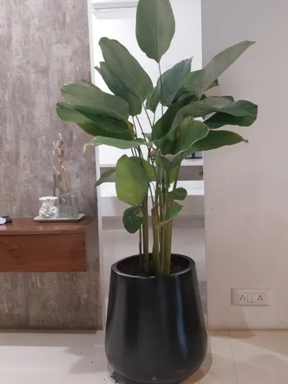 A large Calathea plant in a sleek black planter makes a bold statement in this modern interior. Its large, lush leaves bring a touch of the tropics indoors.