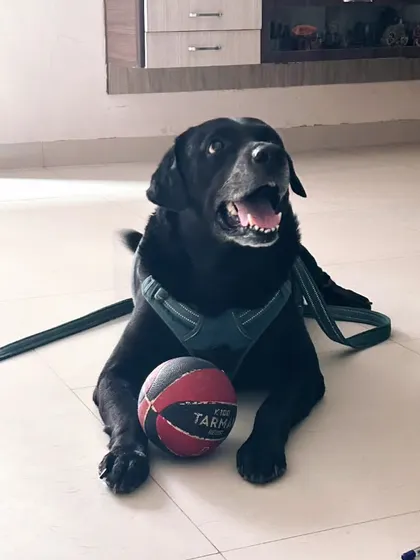 A repeat of the image of the happy black lab with his ball, showcasing his joyful and ready-to-engage attitude.