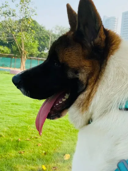 Meet this handsome Akita, a regular at our daycare. We love his energetic and intelligent personality.