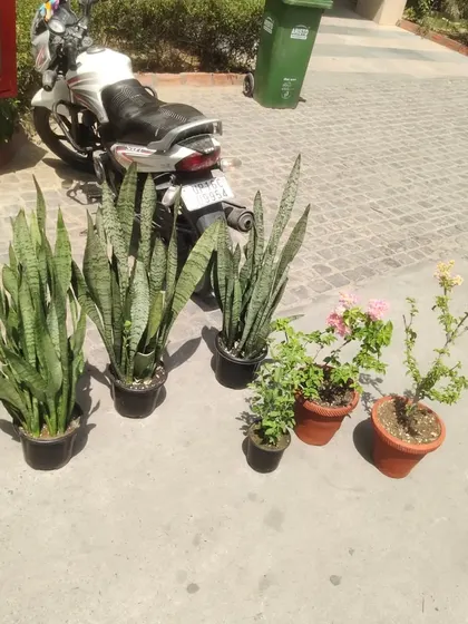 Another delivery ready to go. This one includes several large Snake Plants and some flowering Bougainvillea.