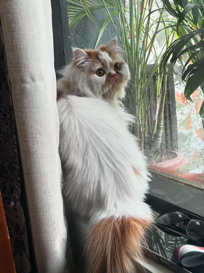 I make sure my feline guests have plenty of enrichment. Pikachu is enjoying his private room with a great window view, perfect for a day of people-watching and catnaps in the sun.