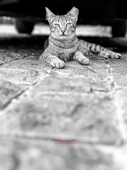 A community cat staring down the camera from under a car. The black and white version gives her a powerful, queen-like presence.