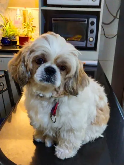 Meet Ollie the Shih Tzu. He takes a special liking to one family member during his stay and follows them everywhere. Here he is on the breakfast table, wanting to be part of our morning coffee routine.