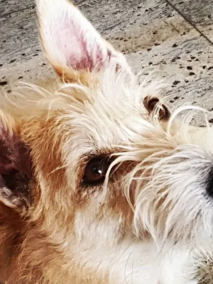 The soulful eyes of a scruffy senior terrier mix. I provide a safe and loving space for dogs of all backgrounds and ages to feel cherished.