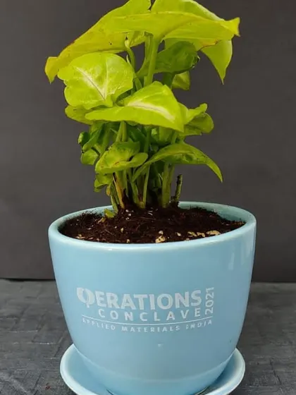 A custom branded pot for the "Operations Conclave 2021" event. We can create special edition gifts for conferences, meetings, and corporate events.