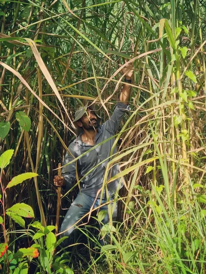 Practicing 'Shinrin Yoku' or forest healing while working among the tall grasses and coffee plants. Working with nature is therapy in itself, a constant process of give and take that teaches so many life lessons.
