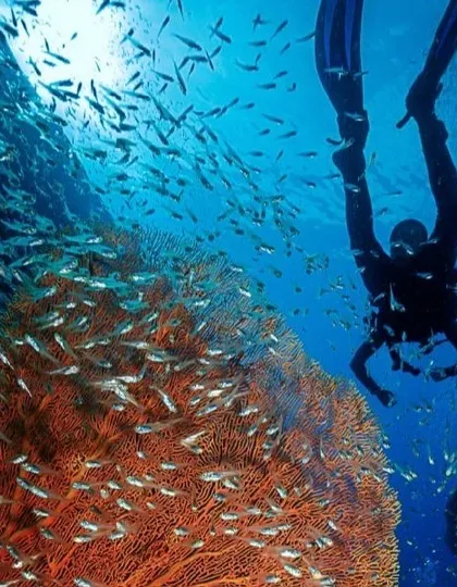 Another stunning view of a scuba diver exploring the rich biodiversity of Netrani Island. The underwater cliffs and coral formations create a breathtaking landscape for divers.