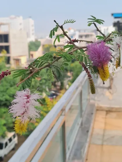 The unique, bi-colored flower of the Shami plant, seen against the backdrop of the city. It's a beautiful and hardy plant.