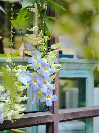 Beautiful hanging flowers frame a window, showcasing the vibrant flora that enhances the beauty of our resort.