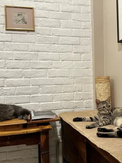 Noor and Muezza relaxing in their foster home. They are well-behaved indoor cats who are used to living in a calm environment.