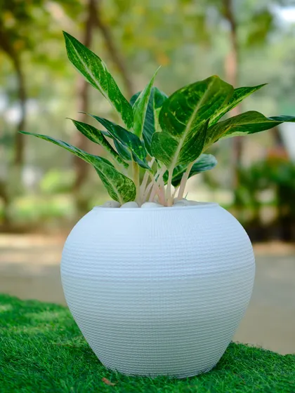 A beautiful Aglaonema plant potted in a white, textured spherical planter, sitting elegantly on a lush green lawn.