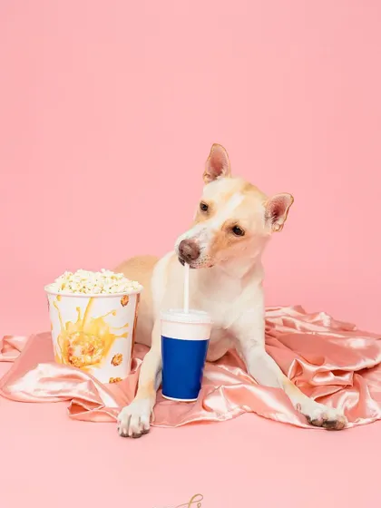 Netflix and chill? This pup is all set for a movie night with popcorn and a drink. I love coming up with these creative and funny concepts for studio shoots.