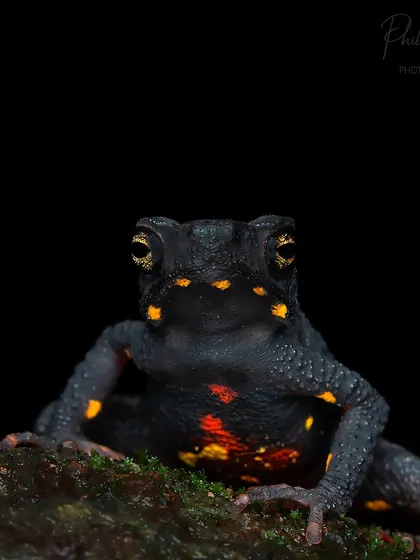 The Malabar Torrent Toad, an endangered species from the Western Ghats. Its dark skin is contrasted by bright orange and yellow spots on its underside, used in a defensive posture.