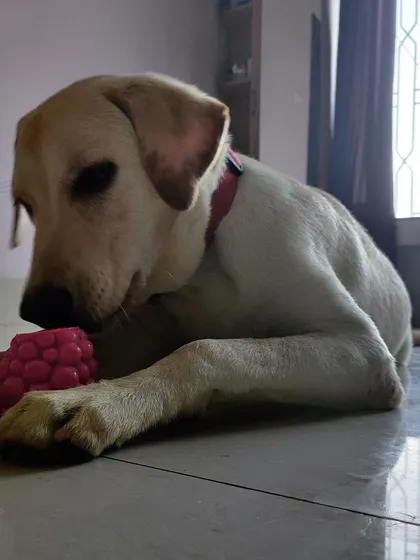 This sweet Indie dog is enjoying some quiet time with a favorite toy. We provide a variety of toys to keep them mentally stimulated even during their downtime.