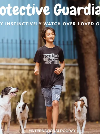 A young boy confidently walks with his protective guardians. This image beautifully illustrates the instinctive loyalty and companionship that dogs offer to their beloved humans, big or small.