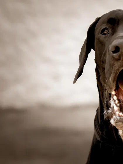 An artistic, half-face crop of the Great Dane, creating a sense of mystery and drama.