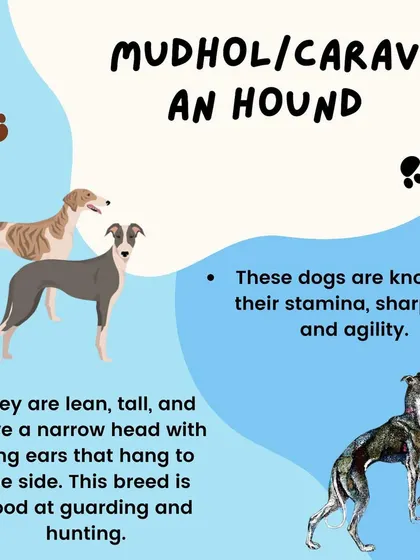 The Mudhol Hound, also known as the Caravan Hound, is celebrated for its incredible stamina and agility. Their lean build and sharp senses make them excellent at both guarding and hunting.