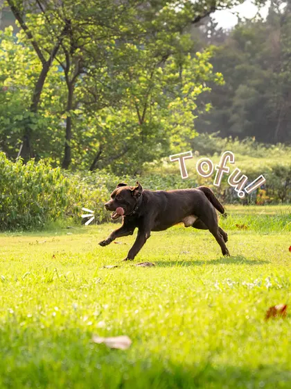 Tofu the brown Lab in full flight! Action shots like this are a great way to show off your dog's athletic and playful side.