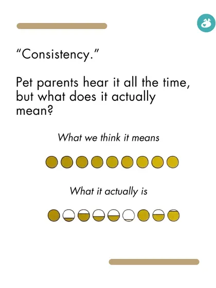Pet parents hear about "consistency" all the time, but what does it really mean? It's not about perfection, but about showing up adaptably.