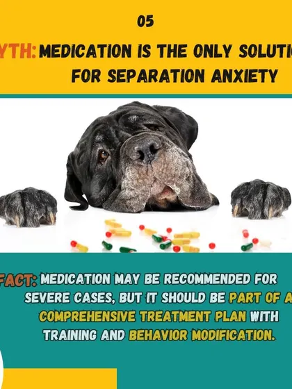 Medication may be recommended for severe cases of separation anxiety, but this graphic clarifies it should be part of a comprehensive treatment plan with training.