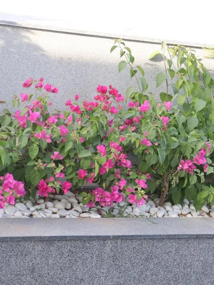 A bed of bright pink Bougainvillea flowers planted in a raised granite planter. Using white river pebbles as a top dressing keeps the soil moist and provides a clean, modern finish.