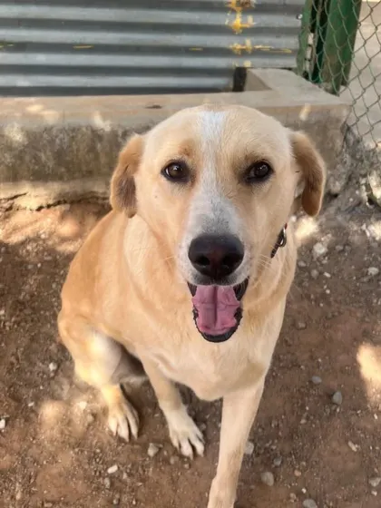A sweet, smiling face from one of our residents to brighten your day. The happiness of our dogs is our greatest reward.