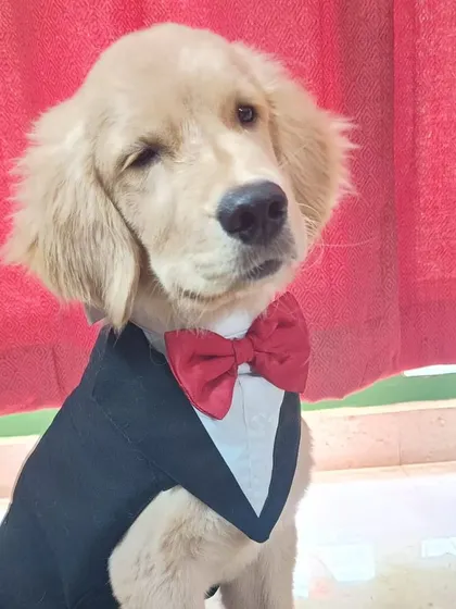 Meet Butterscotch, a resident charmer at our RMV boarding center. Dressed to impress, he's here to steal hearts and get all the attention.