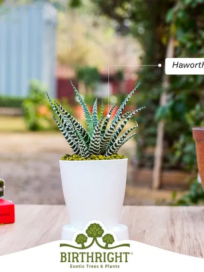 The striking stripes of the Haworthia, or Zebra Plant, make it a popular and charming choice for any succulent lover.