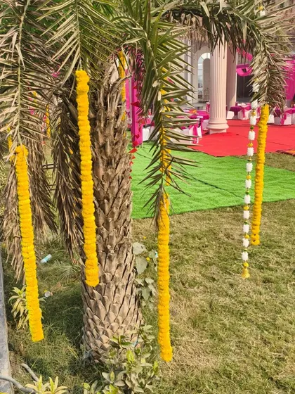 Simple yet festive decor for an outdoor Haldi event, with marigold garlands hanging from palm trees.