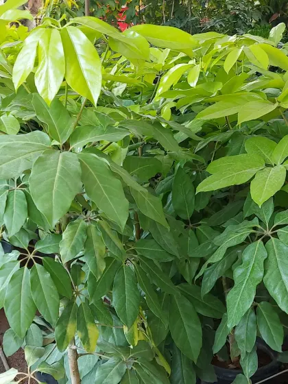 A collection of young Schefflera plants, perfect for growing into large specimens or using as lush filler plants in a garden bed.