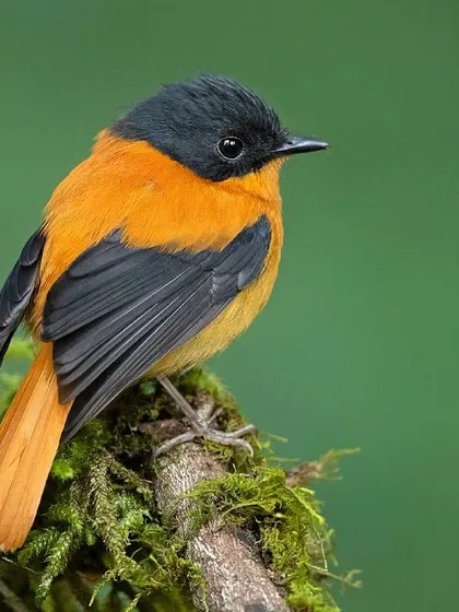 A male Black-and-orange Flycatcher, a tiny but brilliantly colored bird endemic to the hills of Southern India.