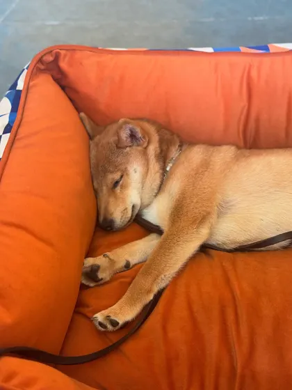 Aiko taking a well-deserved nap after a long day of learning and playing.
