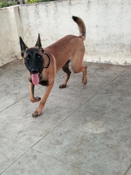 A portrait of Karma, alert and happy. Our environment allows dogs to be themselves, whether that means running around or observing the action.