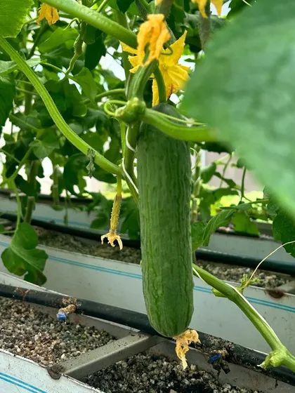 A young English cucumber developing on the vine within our greenhouse. The controlled environment helps produce perfectly shaped and flavored vegetables.