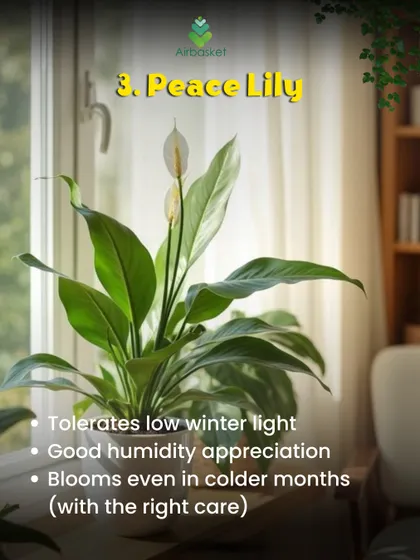 The Peace Lily is a wonderful winter companion. It tolerates low winter light, appreciates humidity, and can even surprise you with beautiful white blooms in the colder months with the right care.