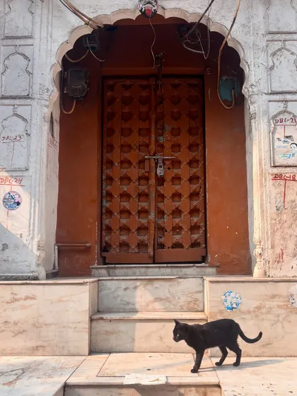 A black cat strolls past a traditional haveli door, adding a touch of life and mystery to the scene. The lanes of Old Delhi are full of such serendipitous moments.