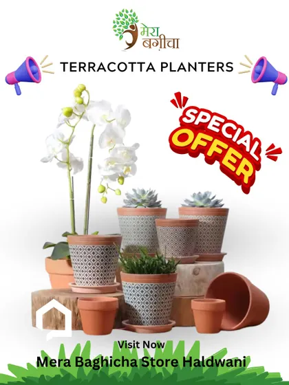 We always have special offers on our beautiful terracotta planters at the Haldwani store. This collection shows some of our patterned and classic designs.