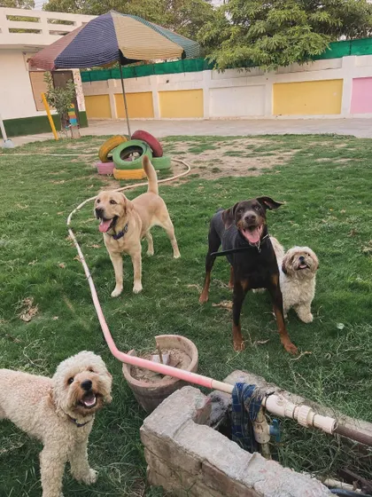 The gang's all here, including a fluffy Poodle mix. I love the variety of personalities.