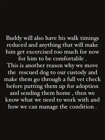 This explains why we move rescued dogs into our custody for full vet checks before adoption. It allows us to manage conditions like Buddy's breathing issues effectively.