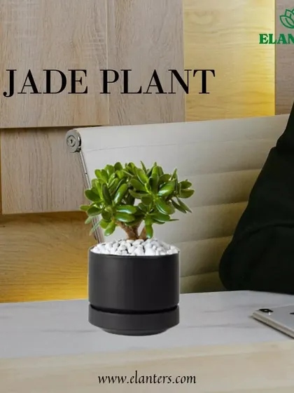 The Jade Plant, also known as the lucky plant, is a perfect addition to your desk or office. Its compact size and easy-care nature make it an ideal work companion.