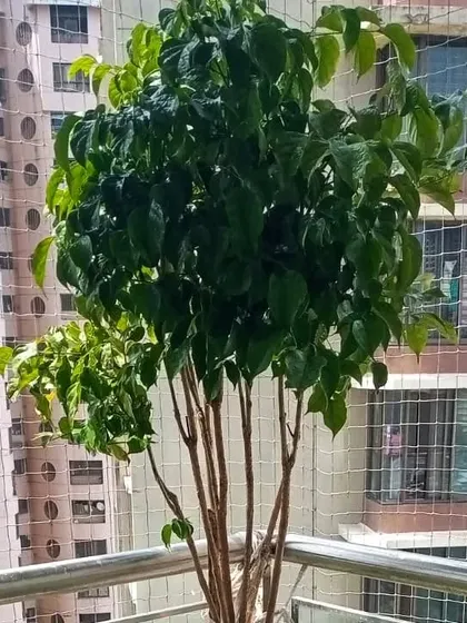 A healthy tree thriving on a balcony with a safety net. We know how to work with different balcony setups to ensure plant health.