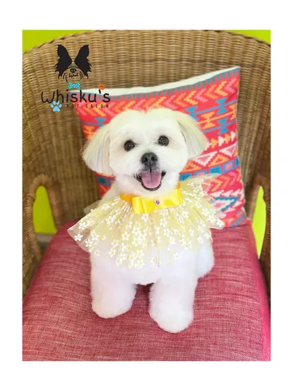 Leo showing off a different accessory. This yellow lace collar looks so cheerful against his bright white fur.