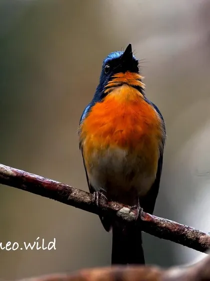 A front-facing portrait of the Tickell's Blue Flycatcher, showing off its fiery orange chest. These little birds are full of personality and their bright colors make them a favorite subject.