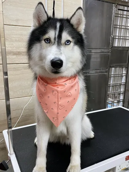 Meet Khalifa the Husky, looking majestic after a de-shedding and grooming session. I never shave double-coated breeds like Huskies, as their fur is essential for regulating their temperature.