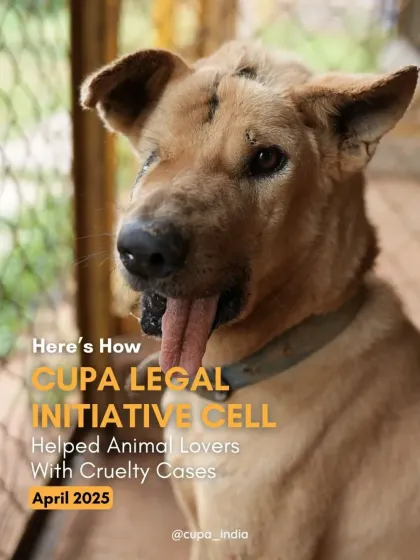 A look at how my Legal Initiative Cell helped animal lovers with cruelty cases in April, bridging the gap between policy and public understanding.